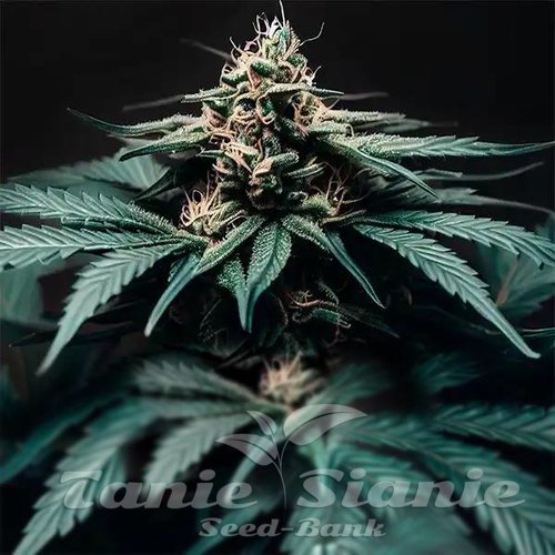 Northern Light F1 Auto