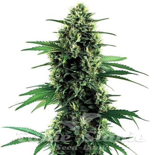 Northern Lights Auto - BLIMBURN SEEDS