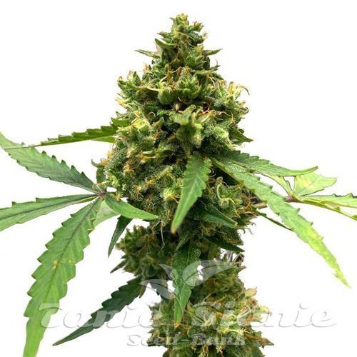 Northern Lights x Big Bud Auto