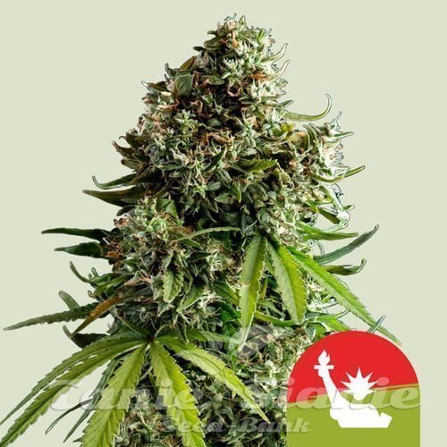 Nasiona Marihuany NYC Sour D Auto - ROYAL QUEEN SEEDS