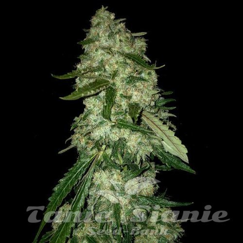 OG Kush F1