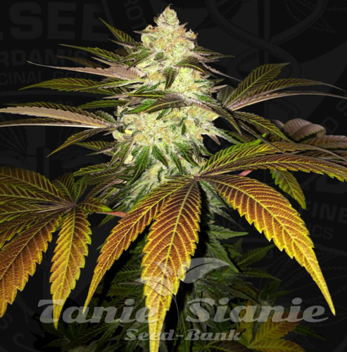 Nasiona Marihuany Orangesicle - T.H. SEEDS