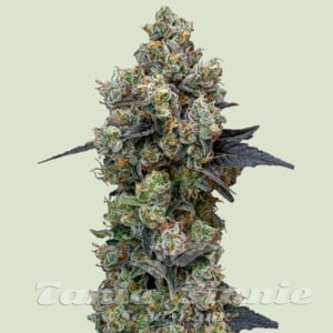 Nasiona Marihuany Orbital Banana F1 Hybryda - ROYAL QUEEN SEEDS