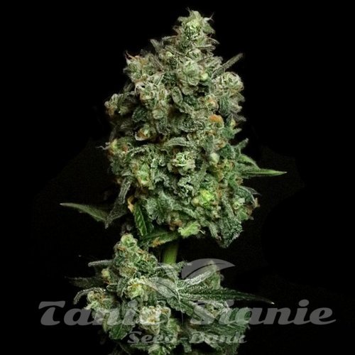 Oregon Apple Trail - ELEV8 SEEDS