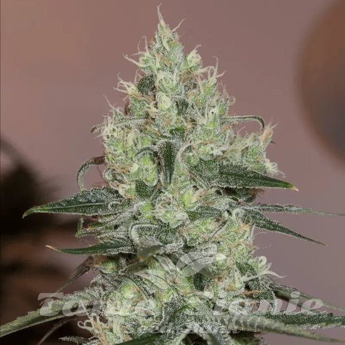 Original Amnesia - SILENT SEEDS