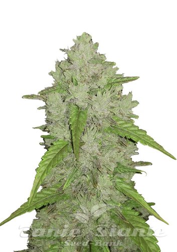 Nasiona Marihuany Original Auto Amnesia Haze - FASTBUDS
