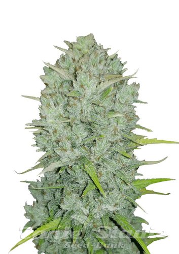 Nasiona Marihuany Original Auto Northern Lights - FASTBUDS