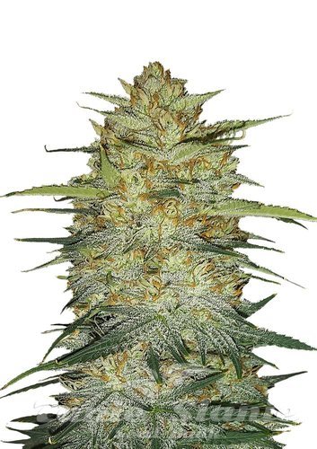 Nasiona Marihuany Original Auto OG Kush - FASTBUDS
