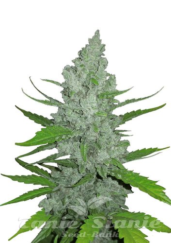 Nasiona Marihuany Original Auto Sour Diesel - FASTBUDS