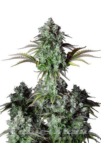 Nasiona Marihuany Original Big Bud Auto - FASTBUDS