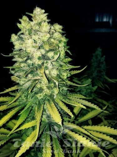 Nasiona Marihuany Original Sour Diesel - THE CALI CONNECTION