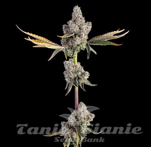 Overtime - HAPPY VALLEY GENETICS