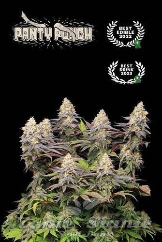 Panty Punch - SEED STOCKERS