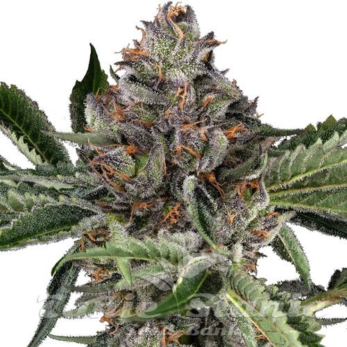 Nasiona Marihuany Papaya Jealousy - SENSI SEEDS