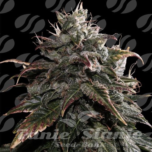 Nasiona Marihuany Papaya Stank - ORIGINAL SENSIBLE SEEDS