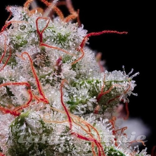 Peach Crescendo RF3 Auto - ETHOS GENETICS
