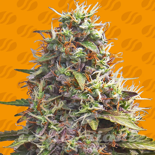 Nasiona Marihuany Pellezino Cookies - ORIGINAL SENSIBLE SEEDS