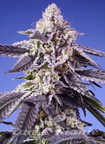 Nasiona Marihuany Permanent Jealousy XL Auto - SWEET SEEDS