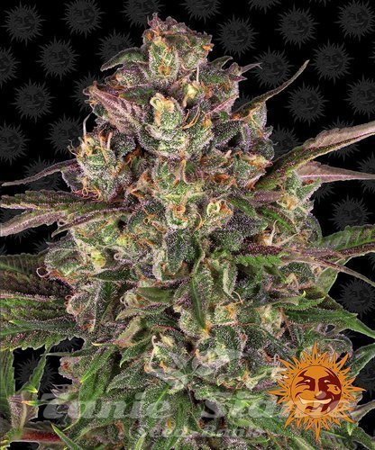 Nasiona Marihuany Peyote Critical - BARNEY'S FARM