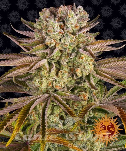 Nasiona Marihuany Pineapple Express - BARNEY'S FARM