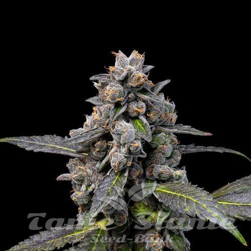 Pink Passion Fruit - COOKIES SEEDS