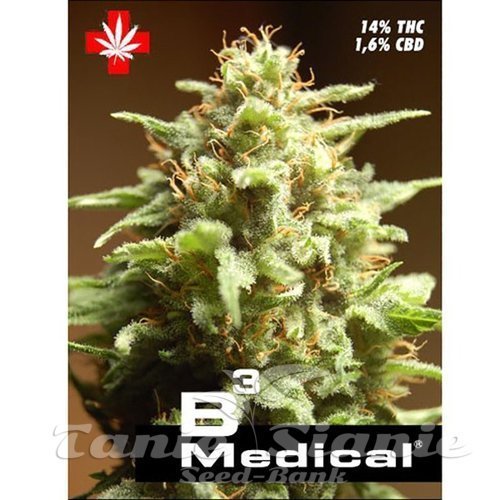 Nasiona Marihuany B3 Medical - PURE SEEDS