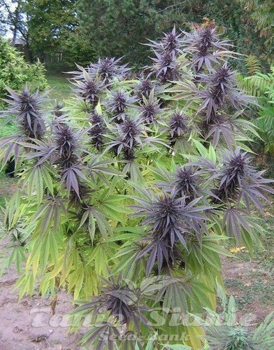 Nasiona Marihuany Purple Maroc