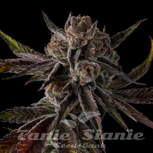 Purple Preserves - COMPOUND GENETICS