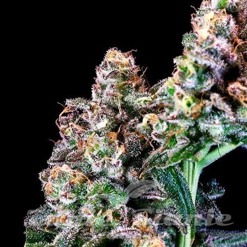 Purple Punch - ATLAS SEEDS