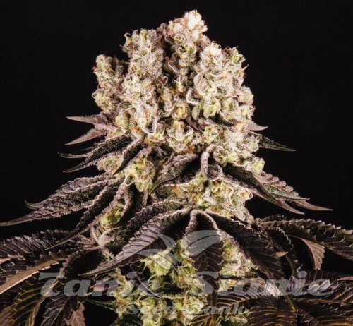 Purple Punch - BIOGENETIC