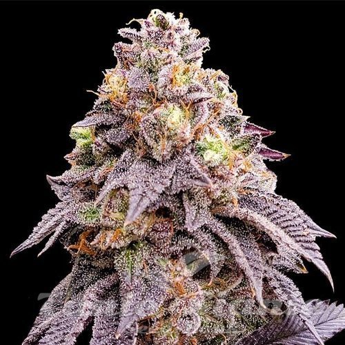 Purple Punch F1
