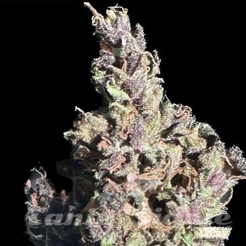 Purple Star CBD Auto - ATLAS SEEDS