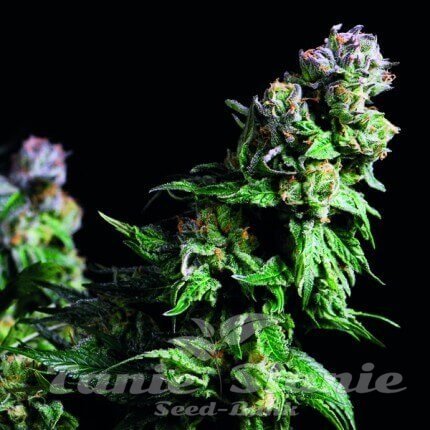 Nasiona Marihuany Purple Urkle - PYRAMID SEEDS
