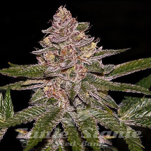 Nasiona Marihuany Radical Juice Auto - RIPPER SEEDS
