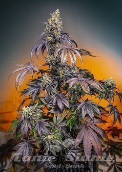 Nasiona Marihuany Red Gorilla Girl XL Auto - SWEET SEEDS