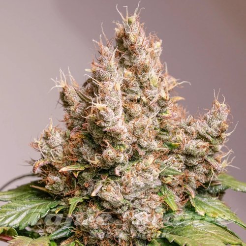 Nasiona Marihuany Red Tropicana Cookies Auto - DUTCH PASSION