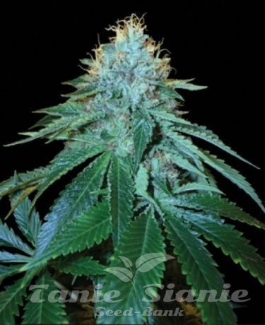 Nasiona Marihuany Purple Og #18 - RESERVA PRIVADA