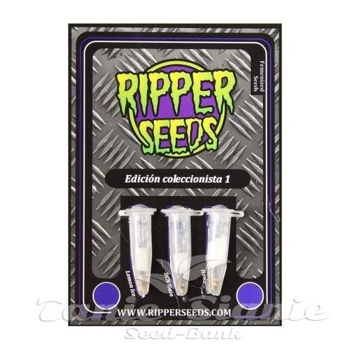 Nasiona Marihuany Collector 1 - RIPPER SEEDS