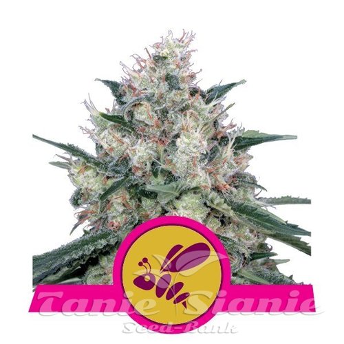 Nasiona Marihuany Honey Cream (Fast Version) - ROYAL QUEEN SEEDS 