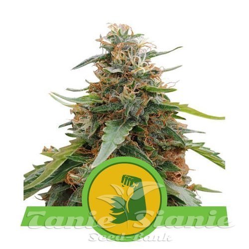 Nasiona Marihuany Hulkberry Automatic - ROYAL QUEEN SEEDS 