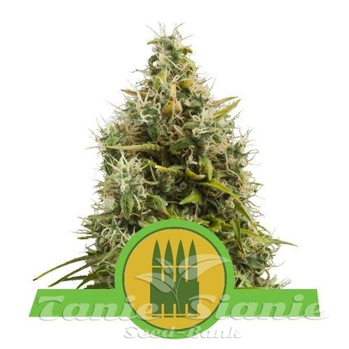 Nasiona Marihuany Royal AK Automatic - ROYAL QUEEN SEEDS