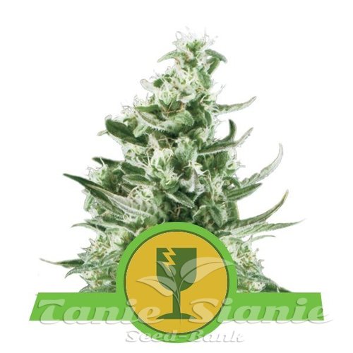 Nasiona Marihuany Royal Critical Automatic - ROYAL QUEEN SEEDS