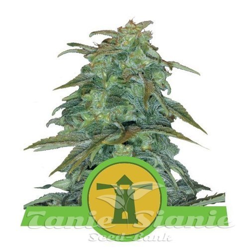 Nasiona Marihuany Royal Haze Automatic - ROYAL QUEEN SEEDS