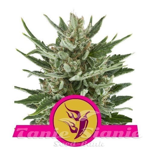 Nasiona Marihuany Speedy Chile (Fast Version) - ROYAL QUEEN SEEDS