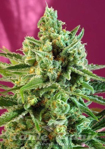 Nasiona Marihuany S.A.D. Sweet Afgani Delicious CBD - SWEET SEEDS