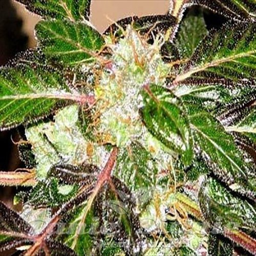 Nasiona Marihuany Indica XXL - SAGARMATHA