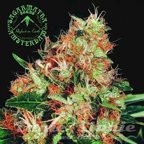 Nasiona Marihuany Mangolian Indica - SAGARMATHA