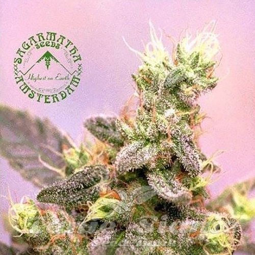 Nasiona Marihuany Yumbolt - SAGARMATHA