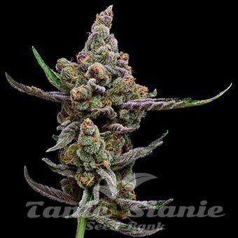Sail Haten - Green Bodhi