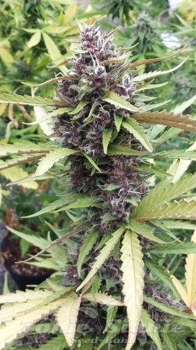 Nasiona Marihuany Purple Ryder Auto - SEEDSMAN
